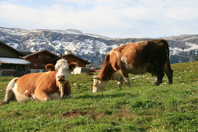 Kühe auf der Almwiese