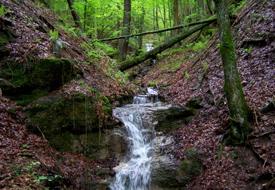 Flußlauf im Wald