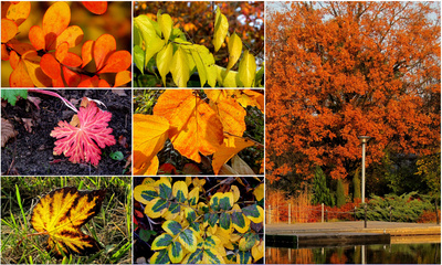Farben und Formen des Herbstes