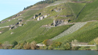 Weinberg an der Mosel