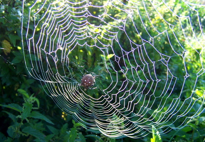 Spinne im Netz bei Morgentau