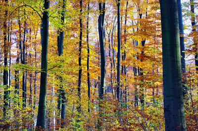 Herbstlicher Philosophenwald