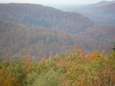 Teutoburger Wald im Herbst