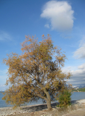 Tamariskenbaum im Herbst