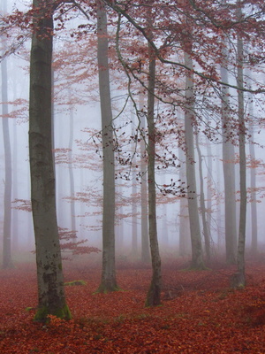 Herbstzeit = Nebelzeit