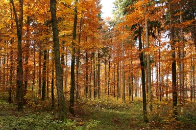 Im Herbstwald 4