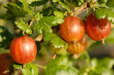 Stachelbeeren 2