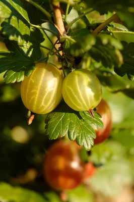 Stachelbeeren 3