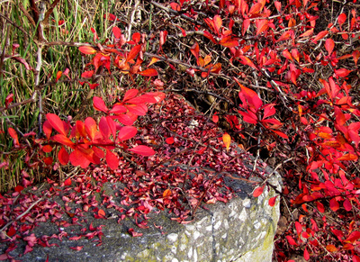 Herbstlaub - mal in rot