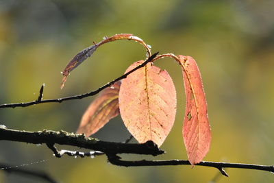 Herbstblätter