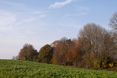Herbstliches Feld