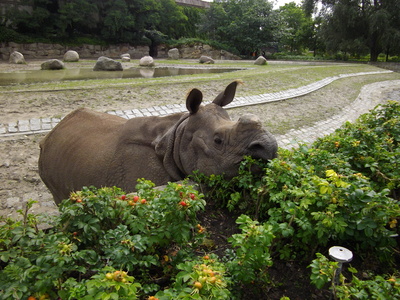 Nashorn