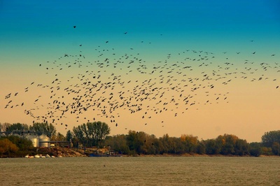 Vogelschwarm über der Donau