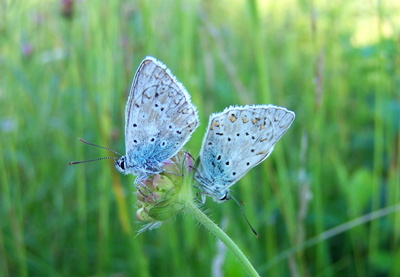 Schmetterlinge "zweifaltig"