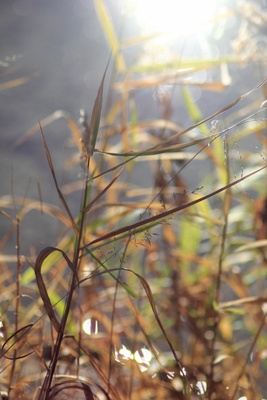 Herbstgräserfarben