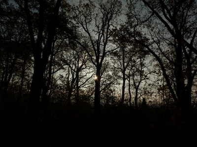 Herbstwald bei Sonnenaufgang