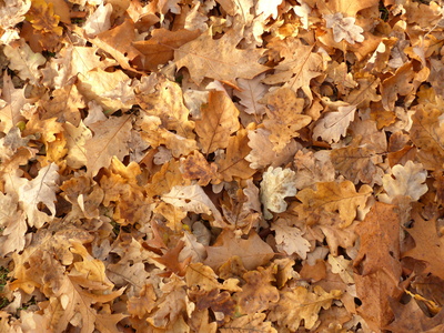 Teppich aus Herbstlaub