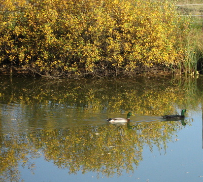 "Spiegelung"