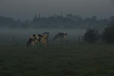 Kühe im Nebel
