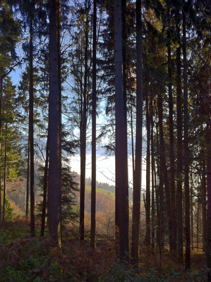 Waldausblick