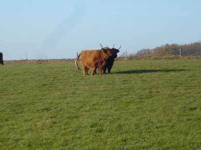 Hochlandrinder im Sauerland