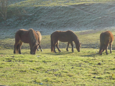 Pferde im Sauerland