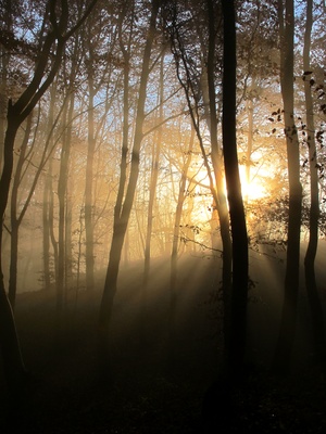 Sonnenstrahlen im Nebelwald
