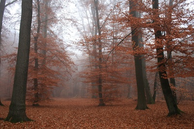 nebel im buchenwald