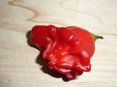 "Hot Chilli"