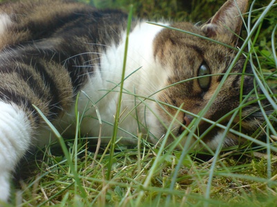 Katze im Gras