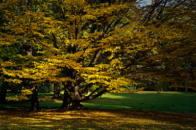 Goldener Herbst ...