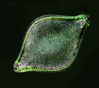Diatomeenschale unter dem Mikroskop