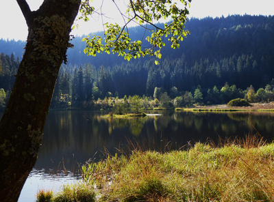 Sankenbachsee bei Baiersbronn_2