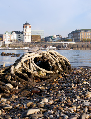 Treibgut am Rhein