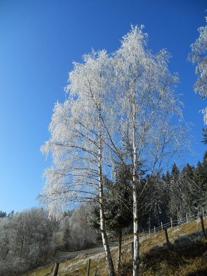 Birkenfrost