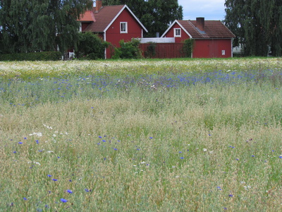 Blumenwiese mit Schwedenhäuser