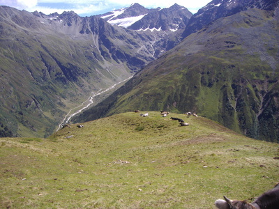 Berglandschaft mit Kühen