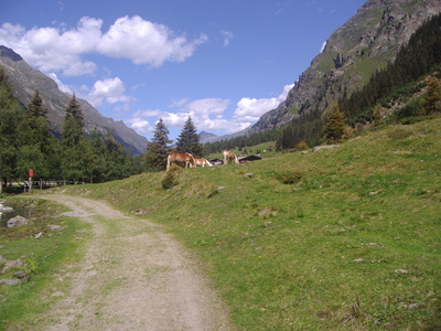 Pferde am Berg