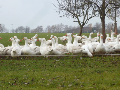 Lauter Gänse im Sauerland