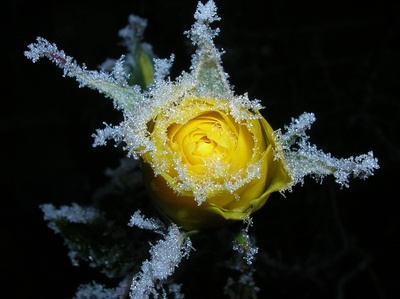 Rose im Winter