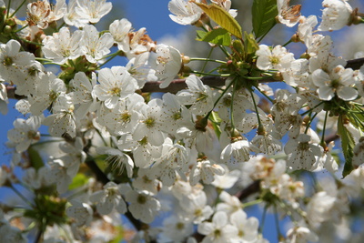 Kirschblüte