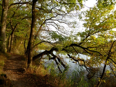 Herbstspaziergang an der alten Aller