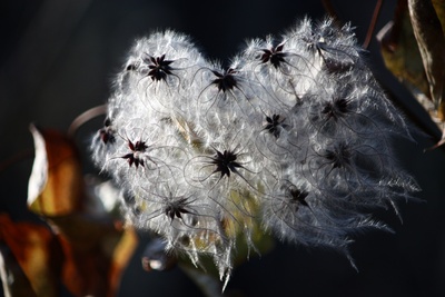 Wilde Clematis