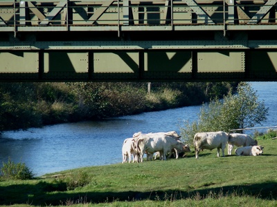 Kühe an der Ruhr