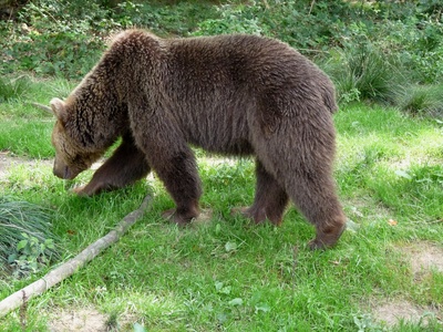 Bären im Wald 2