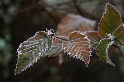 frost-umrandet