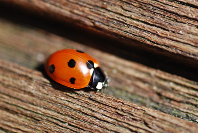 Marienkäfer (Coccinellidae)