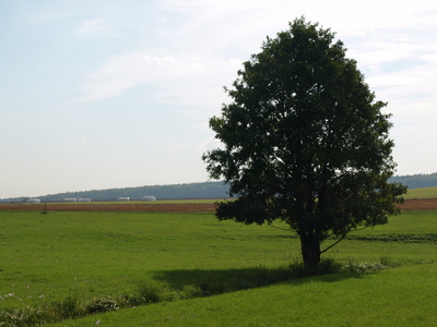 markanter Baum in freier Landschaft