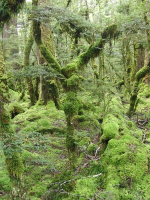 Neuseeland - Wald