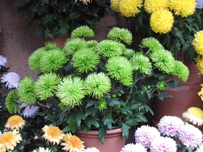 Seltene, grüne Chrysantheme